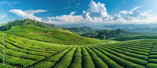 A stunning aerial view of tea garden rows set against a backdrop of a blue sky and clouds, ideal for tea product backgrounds with available copy space image.