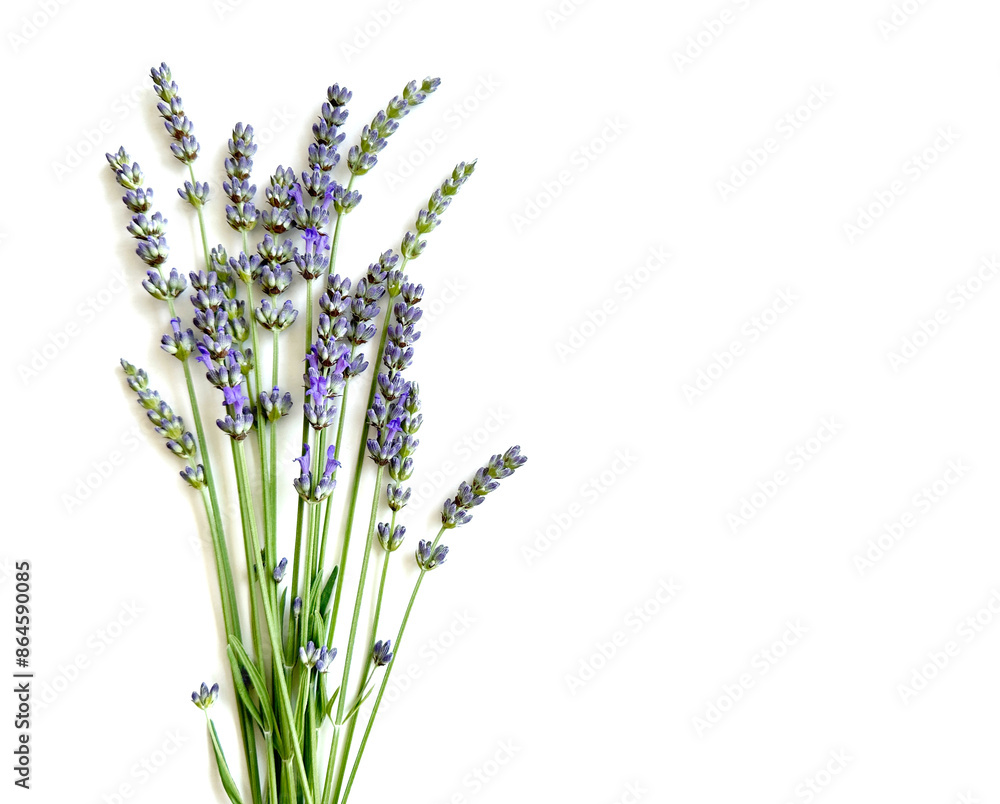 Fototapeta premium lavender flowers isolated on white background