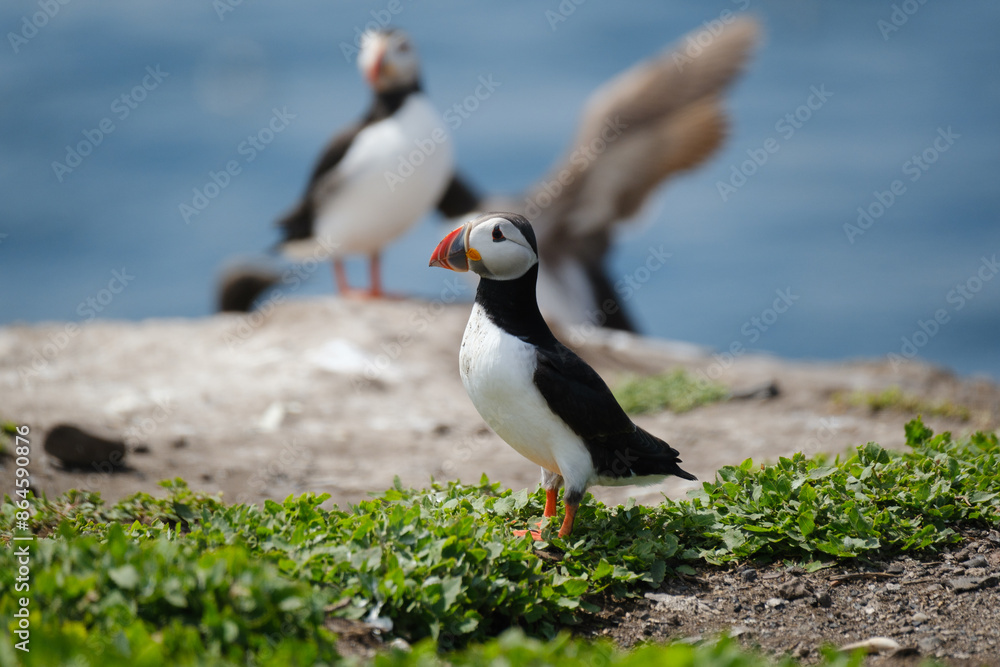 Naklejka premium Wild Atlantic Puffin on the Farne Islands off the coast of the UK