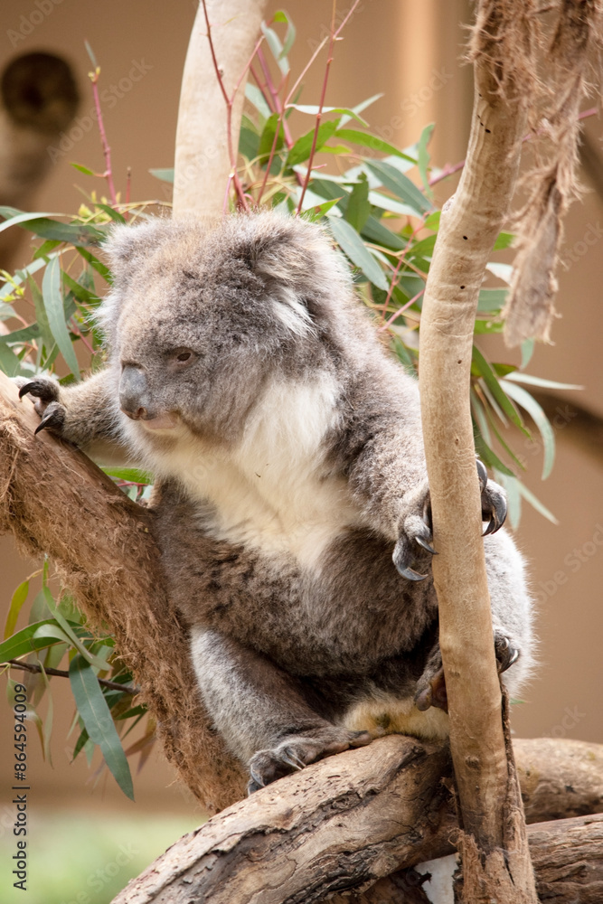Fototapeta premium the Koala has a large round head, big furry ears and big black nose. Their fur is usually grey-brown in color with white fur on the chest, inner arms, ears and bottom.