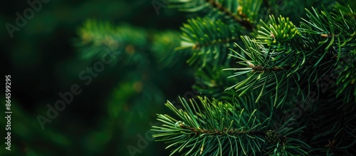 Close-up of a pine branch with vibrant green needles, featuring selective focus and ample copy space image.
