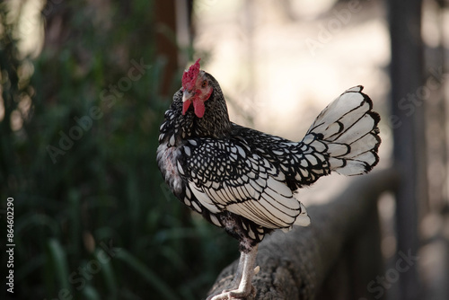 Konstfotografi the sebright bantam chicken has white feathers edged with black and a red comb