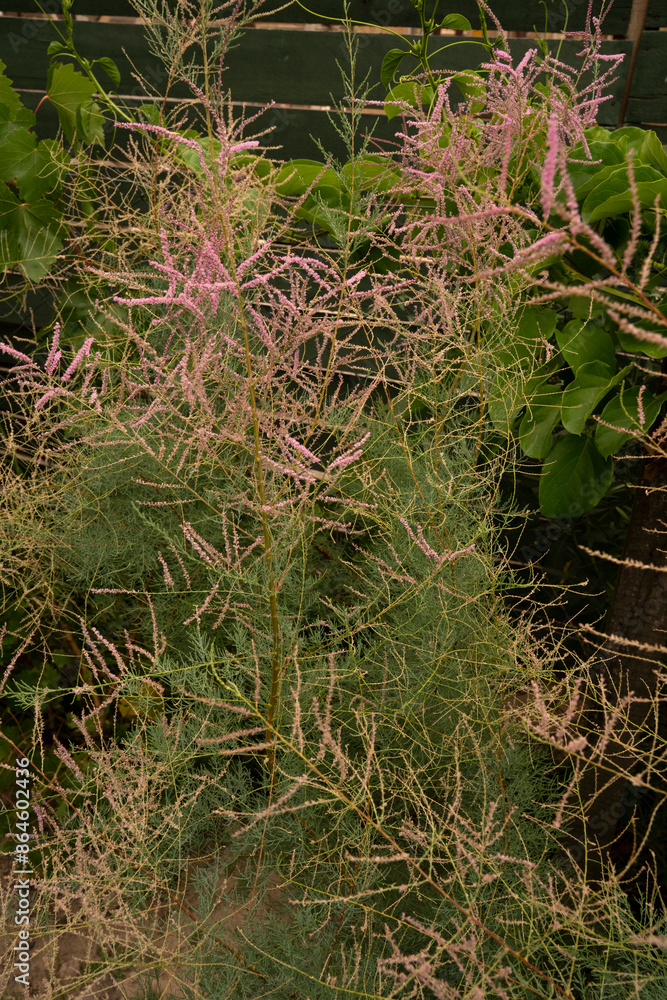 Botany. Closeup view of shrub Tamarix ramosissima, also known as Salt Cedar, green leaves and pink blooming flowers, growing in the garden.