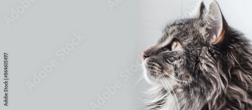 Cat with fluffy gray and white fur, providing a charming portrait with a serene backdrop of copy space image. photo