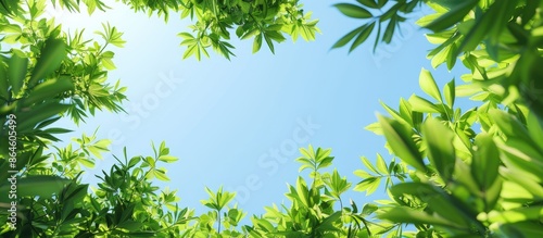 Lush green foliage under the clear blue sky provides a serene background for the copy space image.