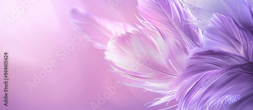 Feathery bird plume on a soft purple backdrop conveying a sense of lightness, airiness, and softness with room for text or images. Copy space image. Place for adding text and design © Ilgun