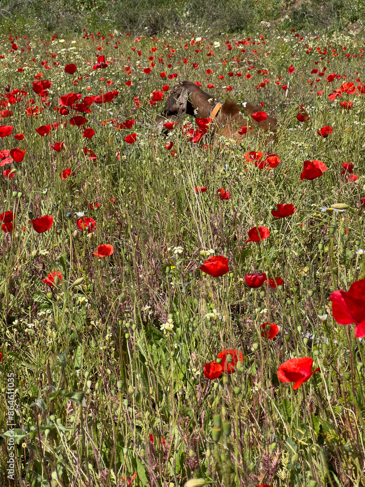 Fototapeta premium red poppy field