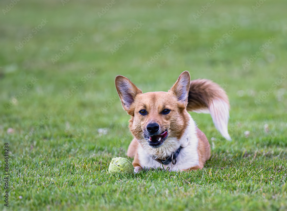 A SMALL CATTLE DOG CORGI MIX LYING ON GRASS RESTING NEXT TO HIS GREEN BALL WITH BRIGHT EYES ON MERCER ISLAND WASHINGTON A SMALL CATTLE DOG CORGI MIX LYING ON GRASS RESTING NEXT TO HIS GREEN BALL WITH BRIGHT EYES ON MERCER ISLAND WASHINGTON