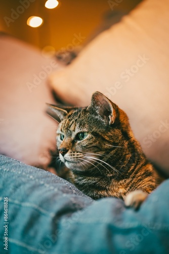 vertical image of beautiful brown tabby cat sitting on couch
