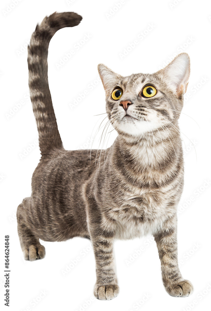 Obraz premium Curious Playful Kitten Stretching Forward - Extracted