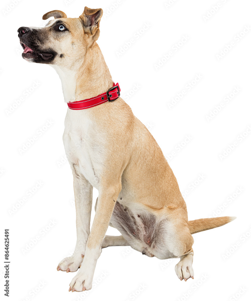 Happy Excited Dog Looking Up - Extracted Happy Excited Dog Looking Up - Extracted