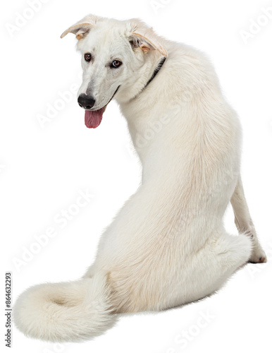 Large Dog Sitting Facing Away Looking Back Over Shoulder With Happy expression. Extracted on a transparent background. 