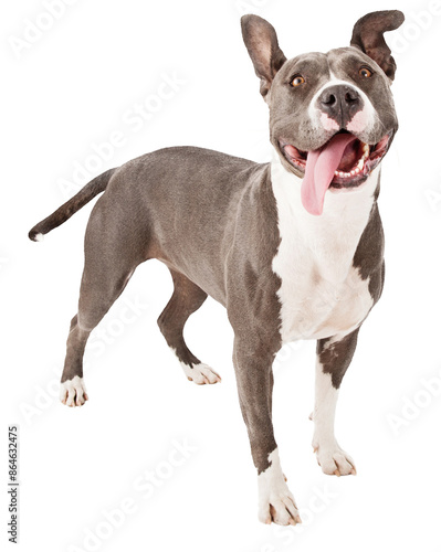 Quadro su tela Playful Pit Bull Tongue Out