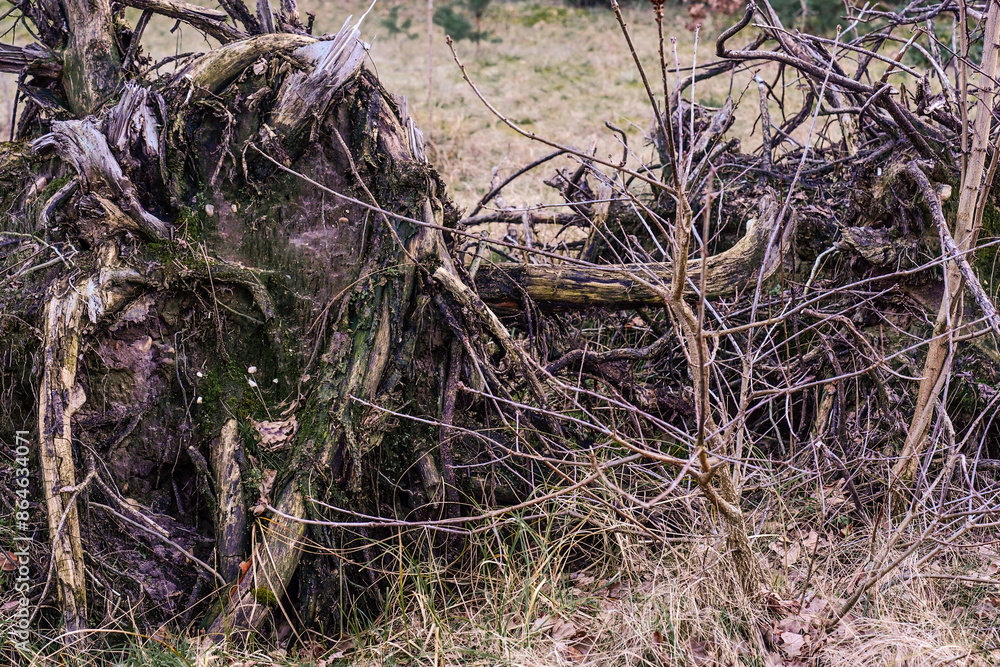 Obraz premium Network of old gnarled tree roots, importance of deadwood in providing habitats for various species, promoting biodiversity and maintaining ecological balance, valuable resources for industries