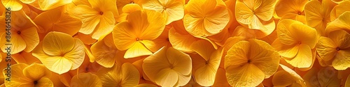 Close up of yellow flower petals on a floral backdrop