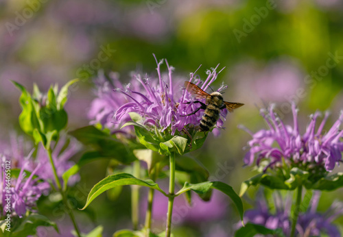 A Bee balm flower garden being visited by a flying bumble bee attracted to the sweet nectar.