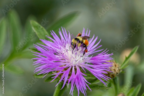 Wallpaper Mural Yellow, black and orange striped bumble bee as it feeds on the purple blossom of a Bee Balm plant. Torontodigital.ca