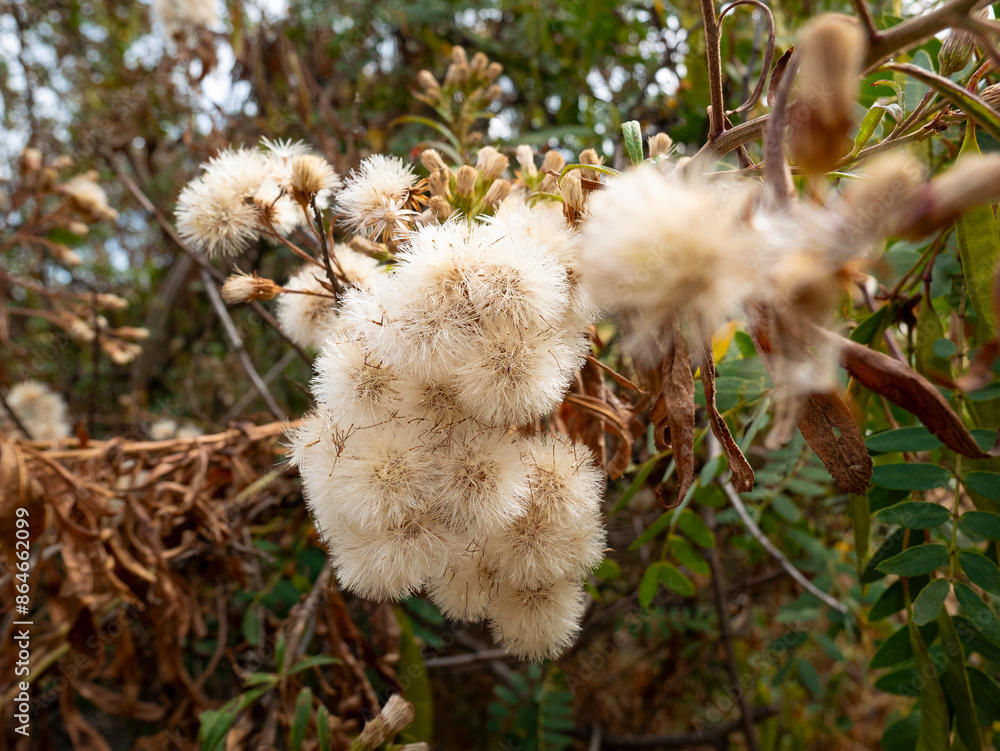 Blooming Shrub Native Knows as Mule Fat, Seepwillow or Water-Wally (Baccharis salicifolia) in a Countryside in Cusco, Peru.