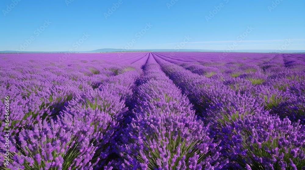 Obraz premium a field of blooming lavender under a clear blue sky, the purple flowers stretching as far as the eye can see, creating a stunning and fragrant background, with plenty of copy space for text