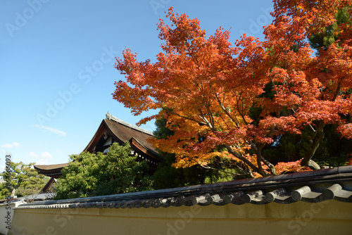 秋の大徳寺　龍源院境内の紅葉　京都市北区紫野 © ogurisu