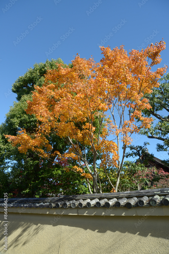 Obraz premium 秋の大徳寺 大仙院境内の紅葉 京都市北区紫野