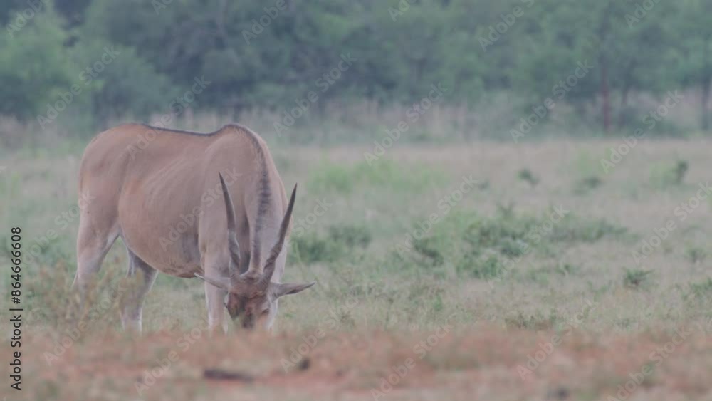 Common Eland Antelope Grazing Close Up South Africa Common Eland Antelope Grazing Close Up South Africa