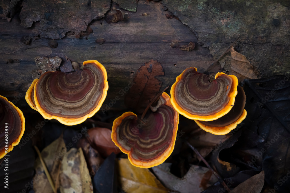 Φωτογραφία Many brown Mushrooms (Stereum ostrea) are blooming on dry piece of wood in rainy season