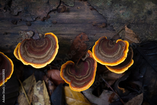 Many brown Mushrooms (Stereum ostrea) are blooming on dry piece of wood in rainy season. photo