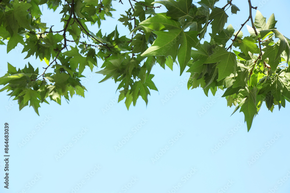 Beautiful tree branches with green leaves under blue sky, low angle view. Space for text Beautiful tree branches with green leaves under blue sky, low angle view. Space for text