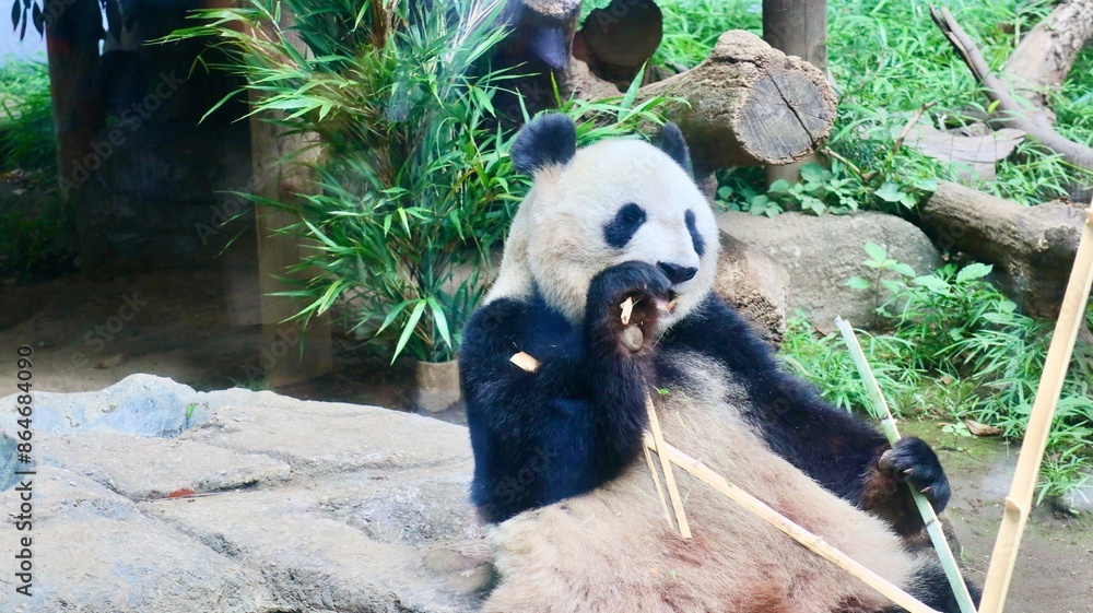 Fototapeta premium エサを食べるパンダ