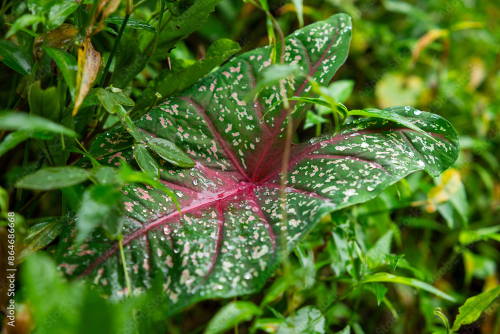 Dew drops on red Caladium leaves Dew drops on red Caladium leaves