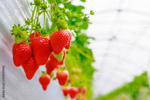 いちご狩り農園の赤いイチゴ