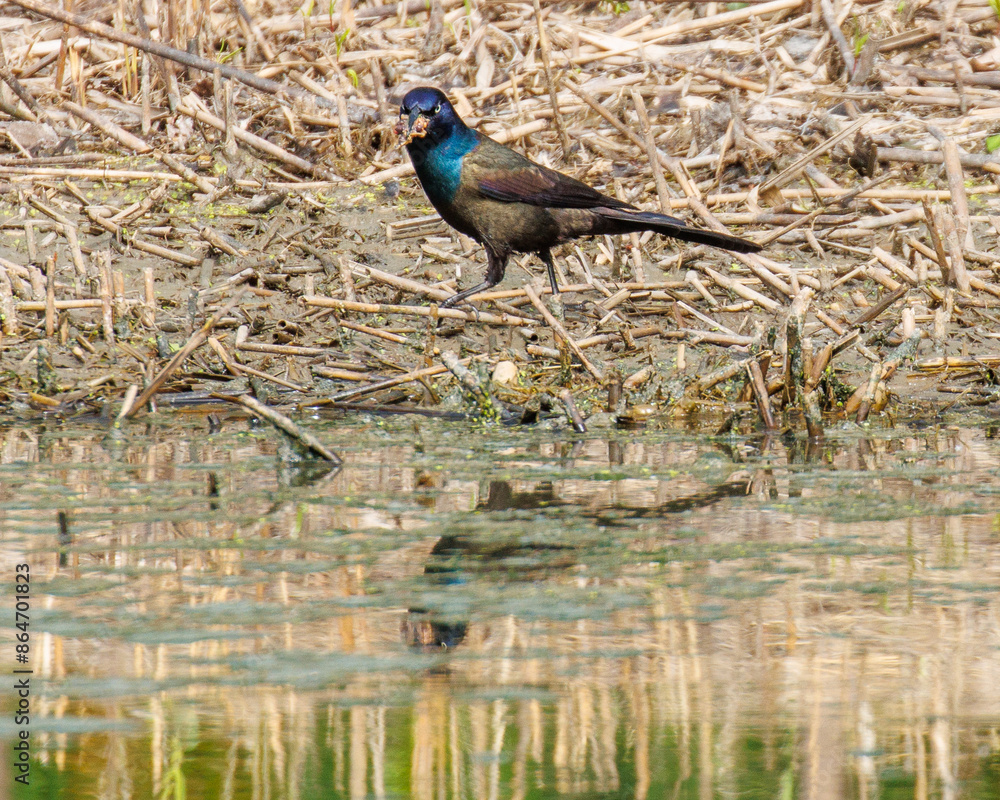 Grackle walking along edge of pond in marshland grasses facing camera point of view with a reflection in the water. Grackle walking along edge of pond in marshland grasses facing camera point of view with a reflection in the water.