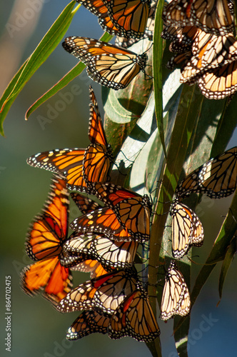 Migrating Monarch Butterflies in Pacific Grove, California