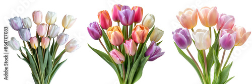 Bouquet of Tulips - Pastel Colors Isolated on Transparent or White Background, PNG