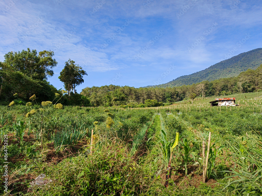Naklejka premium view of agricultural fields in the cool morning