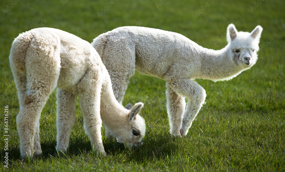 Obraz premium Two whitel alpacas on a farm on San Juan Island in Washington state