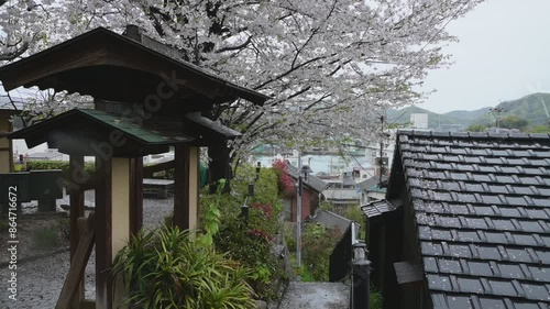 桜咲く雨の尾道 （広島県尾道市, 2024年4月） photo