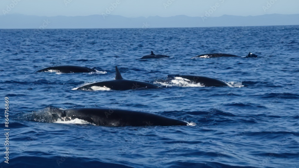 group of humpback whales swimming together in the ocean near the shore line group of humpback whales swimming together in the ocean near the shore line