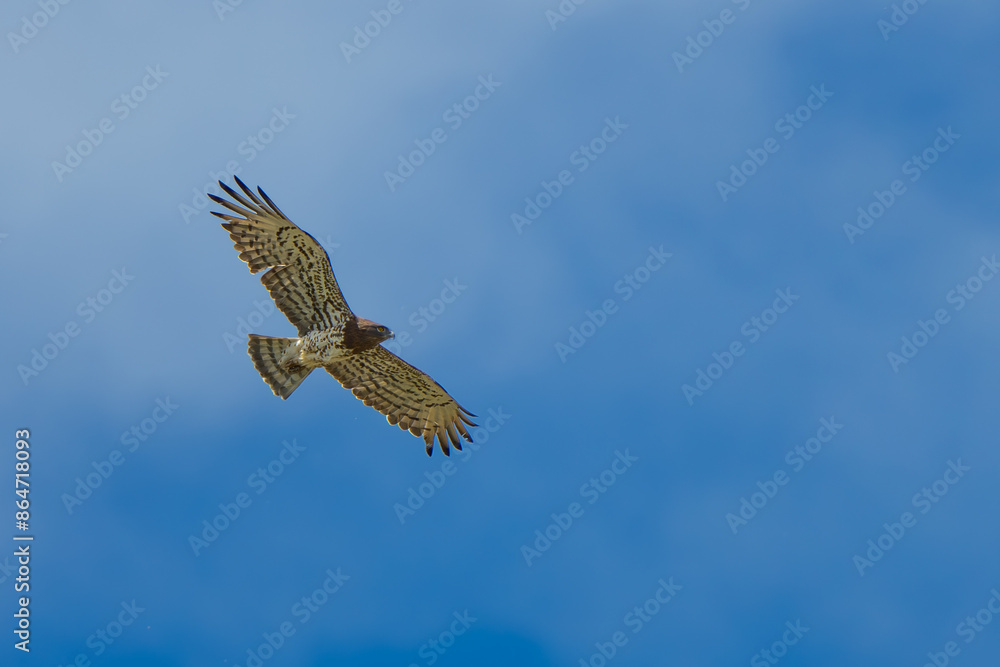 Fototapeta premium Short-Toed Snake Eagle and Hooded Crow in Aerial Combat