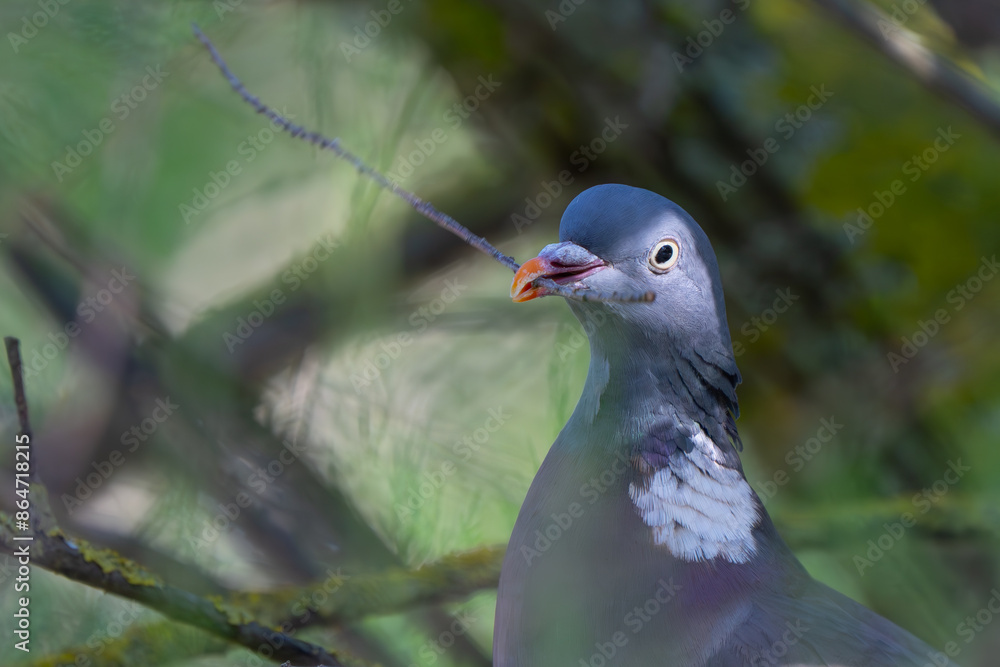 Portrait of Wood Pigeon with Nest Material