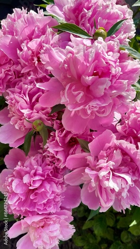 beautiful pink big peony