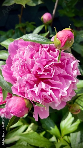 beautiful pink big peony