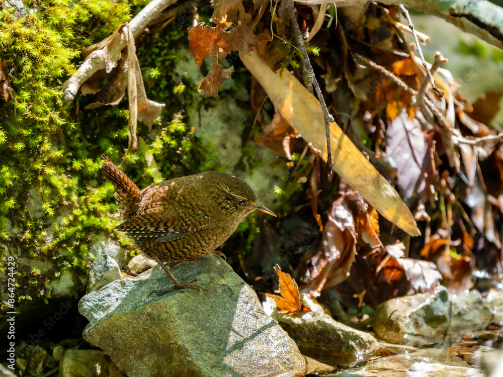 Obraz premium 森の中の水場で岩の上に留まっているミソサザイ