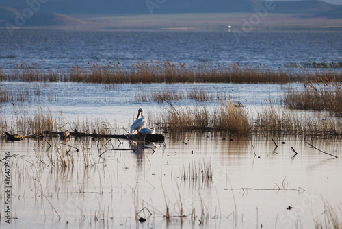 american white pelicans perched in the lake among reeds