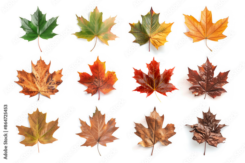 Autumn maple leaves isolated on white collection, fading stages Autumn maple leaves isolated on white collection, fading stages