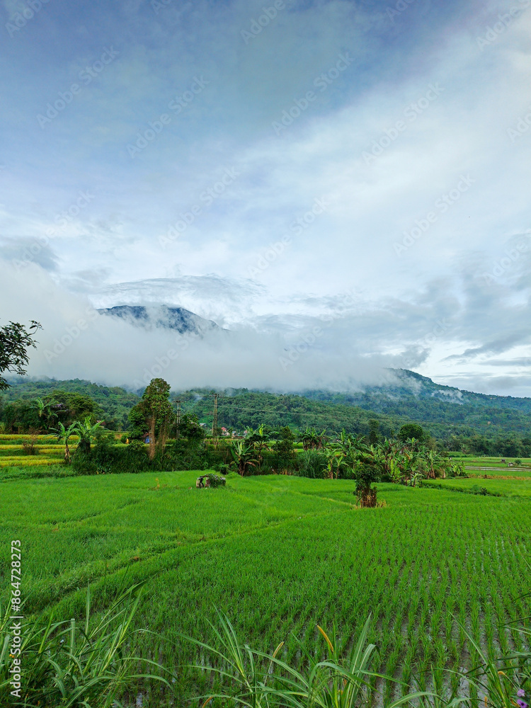 Obraz premium Beautiful view of green rice fields with mountains and clouds in the morning