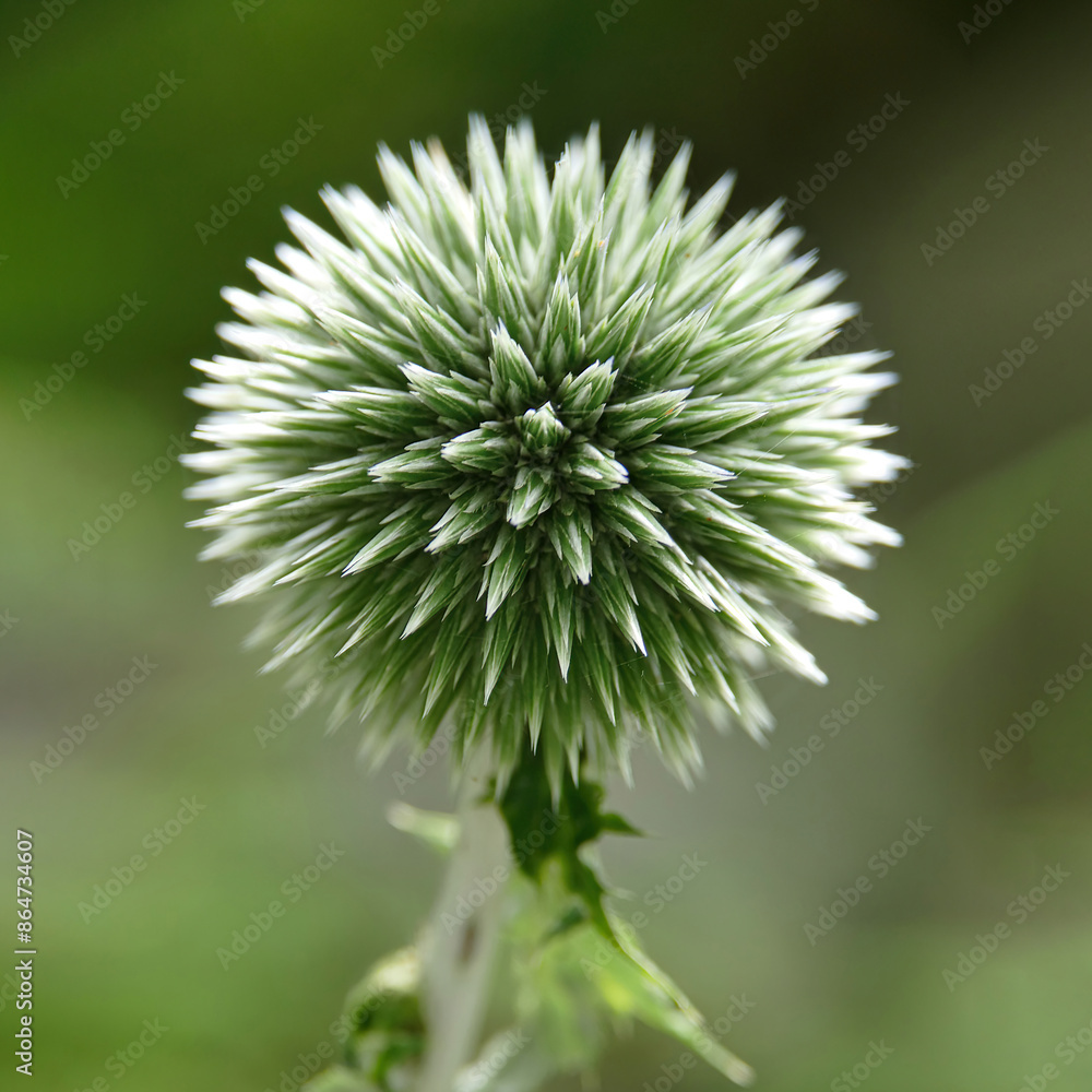 Globe thistle (Echinops) close-up isolated background Globe thistle (Echinops) close-up isolated background