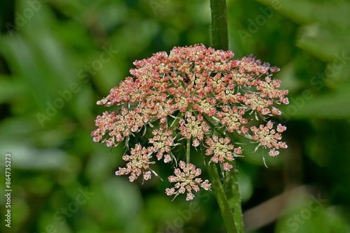 Wild carrot (Daucus carota) close-up