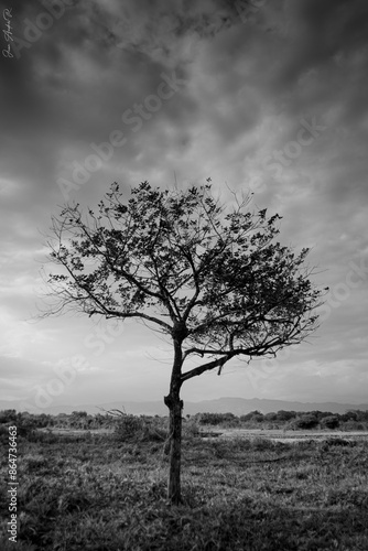 Arbol en medio de los llanos orientales de Colombia photo